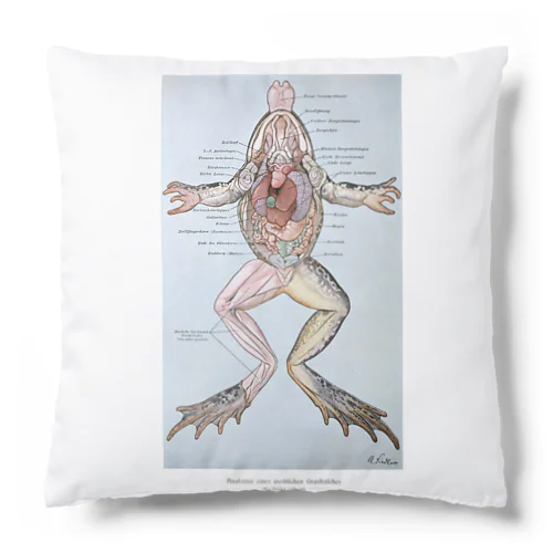 カエルの解剖 Cushion