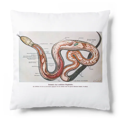 ヘビの解剖 Cushion