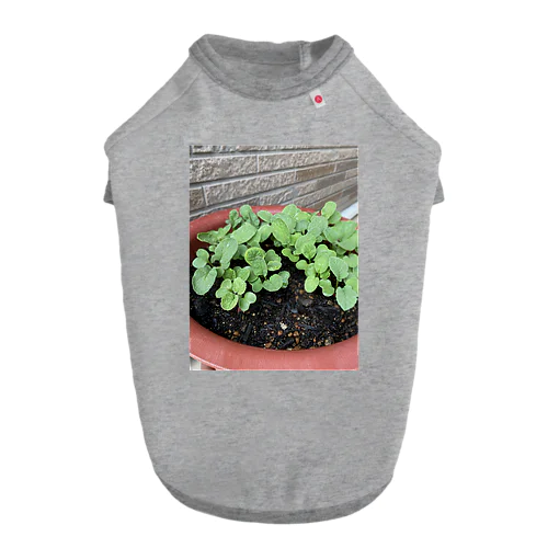 新しい始まりを象徴する緑の新芽がプランターから顔を出しました🌱 ドッグTシャツ