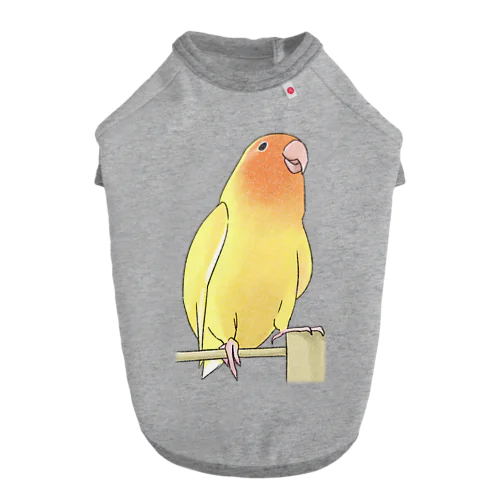 得意げ可愛い　コザクラインコちゃん【まめるりはことり】 ドッグTシャツ