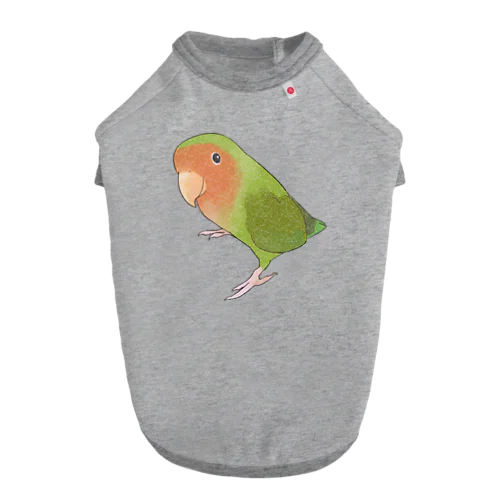 見つめるコザクラインコちゃん【まめるりはことり】 ドッグTシャツ