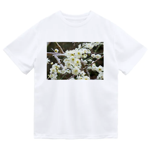 早春の白梅　Japanese apricot flower in February ドライTシャツ