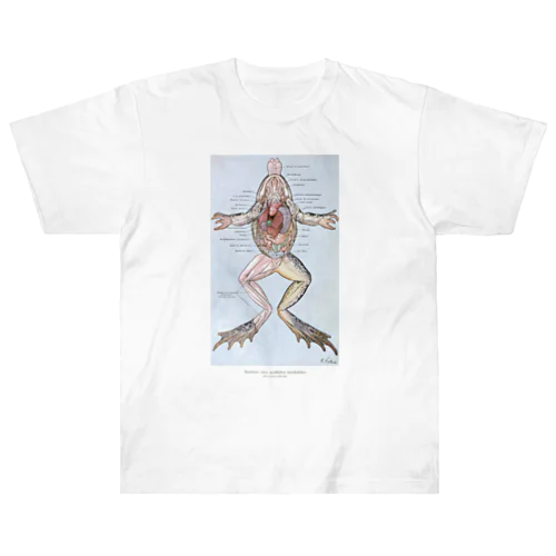 カエルの解剖 ヘビーウェイトTシャツ