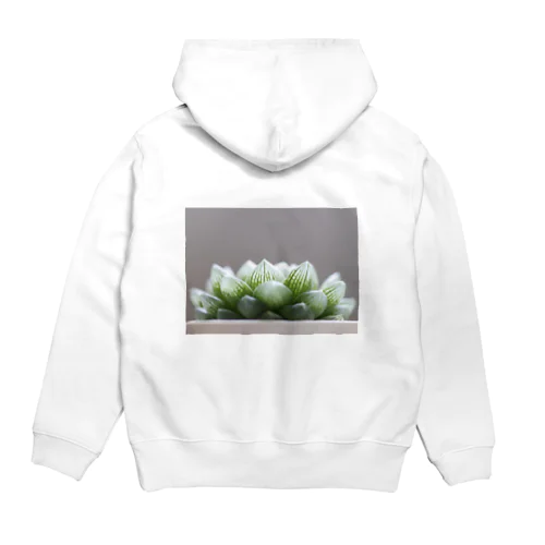 ハオルチア　多肉植物 Hoodie