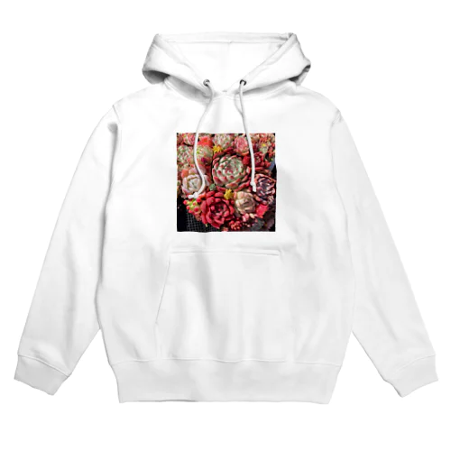 華やかなエケベリア Hoodie