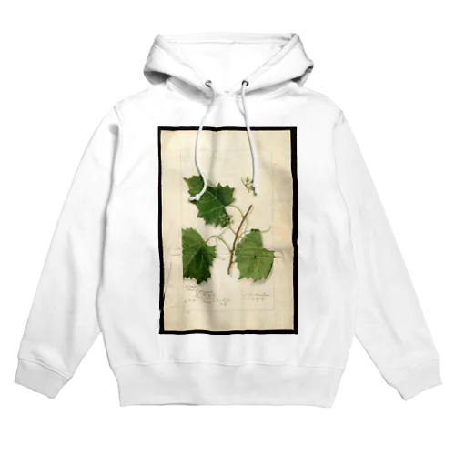 Scuppernong  Hoodie