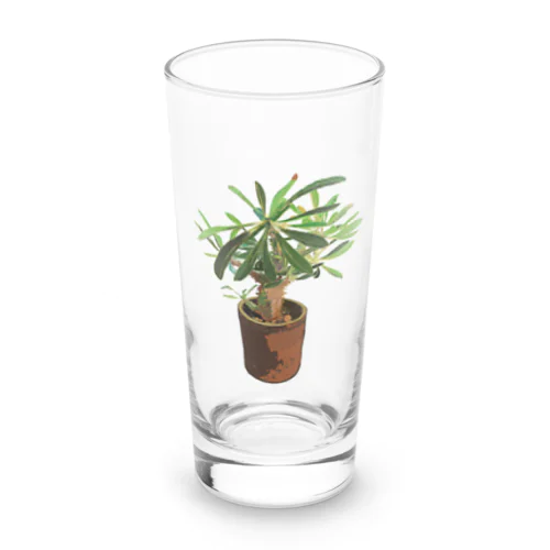 Pachypodium densiflorum Long Sized Water Glass