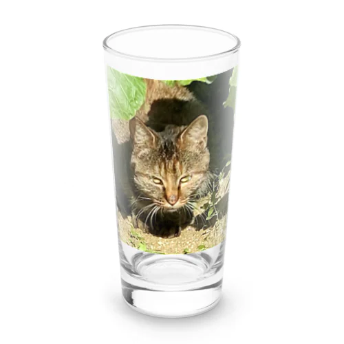 野生の雉虎 Long Sized Water Glass