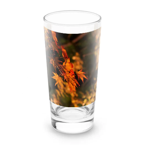 ライトアップ紅葉 - Japanese maple(night shot) - Long Sized Water Glass