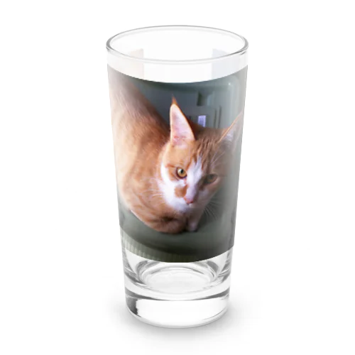 金運招きネコのゆず Long Sized Water Glass