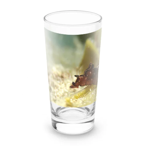 海中写真　クロヘリアメフラシ ロンググラス