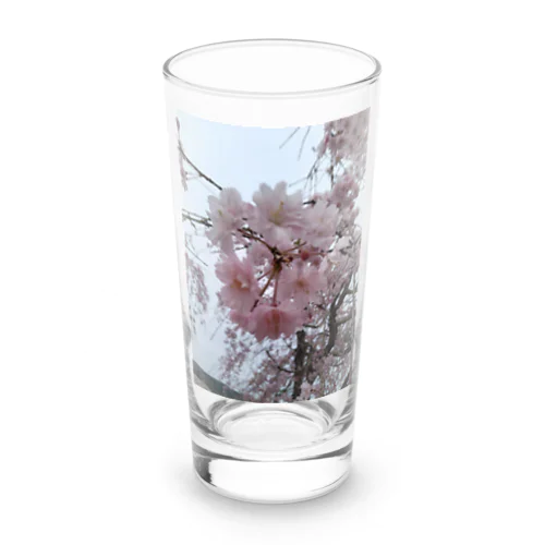 さくら満開 Long Sized Water Glass