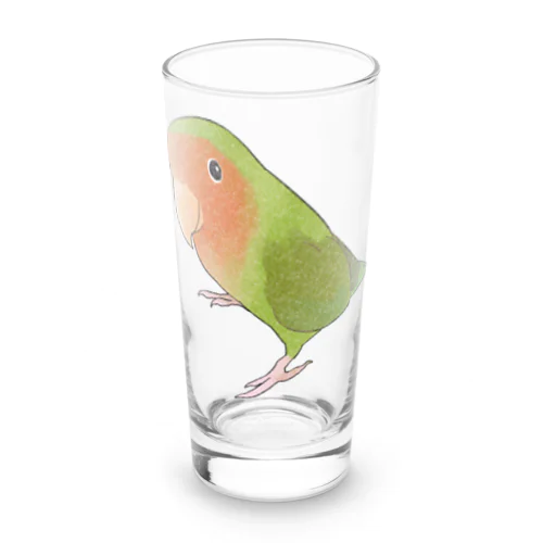 見つめるコザクラインコちゃん【まめるりはことり】 Long Sized Water Glass