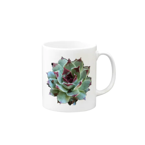 多肉植物　綾桜 Mug