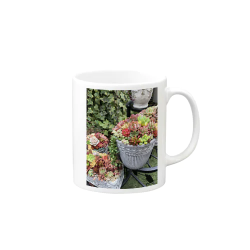 多肉植物　寄せ植え Mug