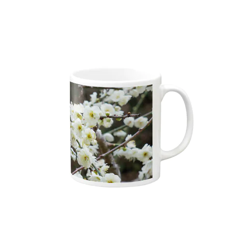 早春の白梅　Japanese apricot flower in February Mug