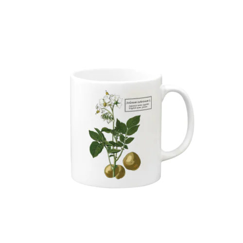 ジャガイモ（Solanum tuberosum） Mug