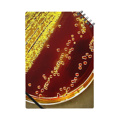 Coliform bacteria ～EMB agar～ ノート
