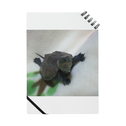 クサガメの赤ちゃん Notebook