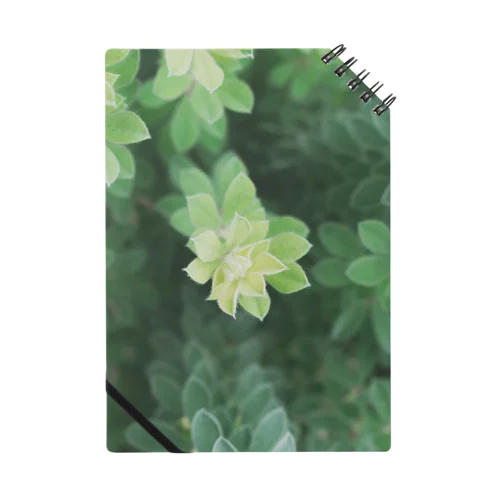 花壇の植物 ノート