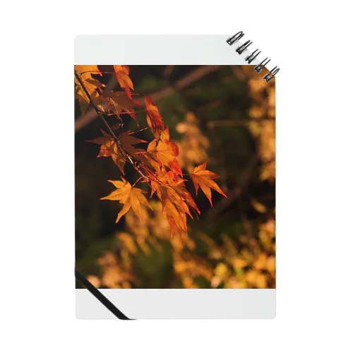 ライトアップ紅葉 - Japanese maple(night shot) - Notebook