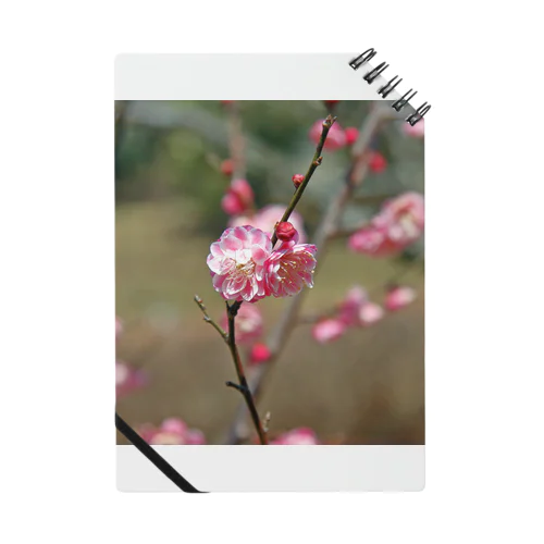 梅の花 - The pile of petals - ノート