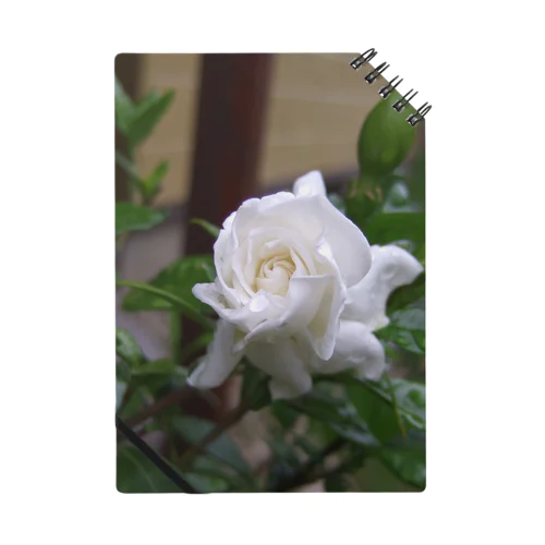 クチナシの花のつぼみ Notebook