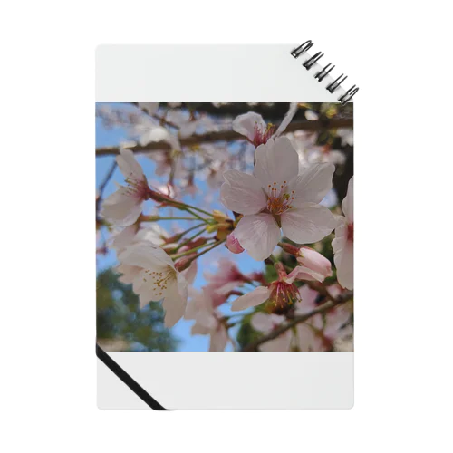 桜 Notebook