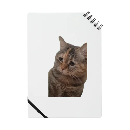 【猫ミーム】叱られる猫 Notebook