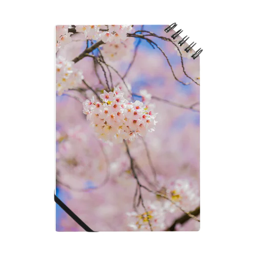桜その1 ノート