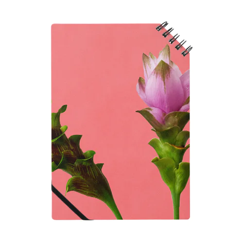 Curcuma alismatifolia -pink ノート