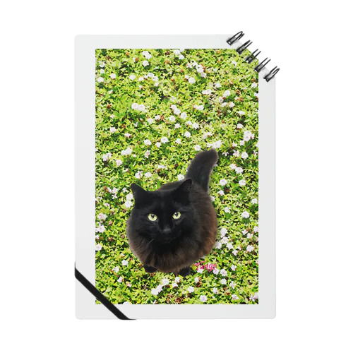黒猫 "Tango" on the grass!  Notebook