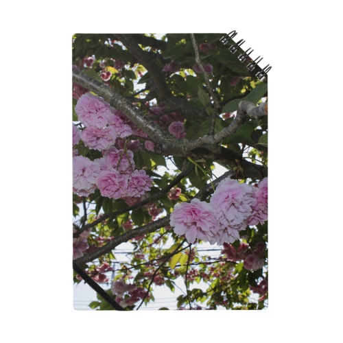 残った桜 Notebook