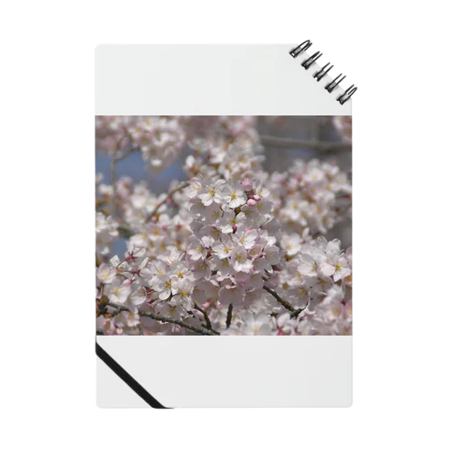 サクラ　光景　sight0052　桜　2015_008 노트