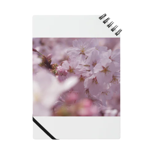 桜　サクラ　cherry blossom DATA_P_091 Notebook