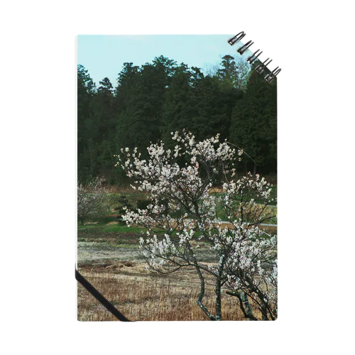 梅　ウメ　Japanese　apricot DATA_P_102　春　spring ノート