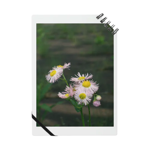 ハルジオン　Erigeron philadelphicus DATA_P_116 ノート