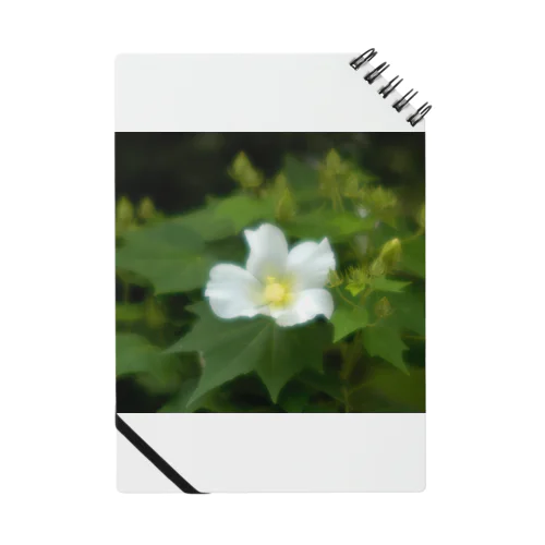 芙蓉 DATA_P_130　Confederate Rose ハスの花の古名 ノート