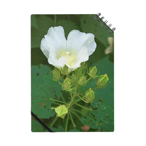 芙蓉 DATA_P_132　Confederate Rose ハスの花の古名 ノート