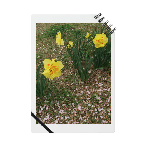 散るモノと今咲く者　DATA_P_147　水仙と桜の花びら ノート