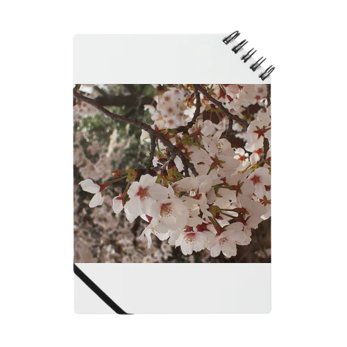 桜　サクラ　cherry blossom DATA_P_152　春　spring Notebook