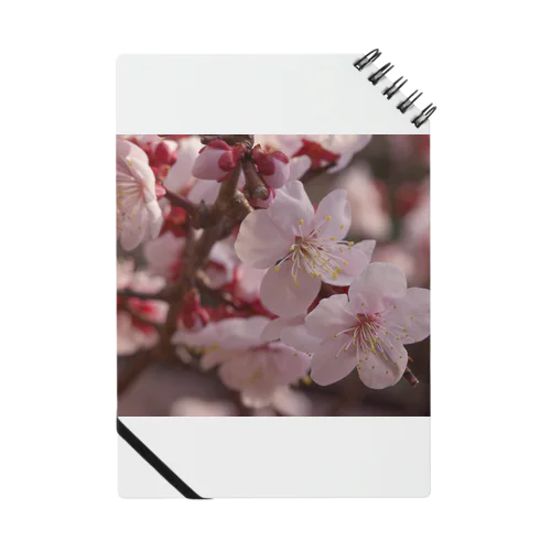 梅　ウメ　Japanese　apricot DATA_P_155　春　spring Notebook