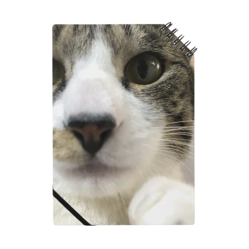 猫の鰤太郎が見ている Notebook