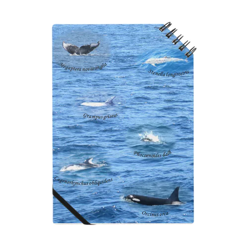 船上から見た鯨類(1) ノート