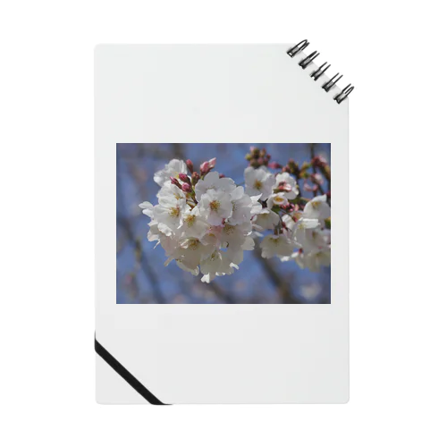 桜2020 Notebook