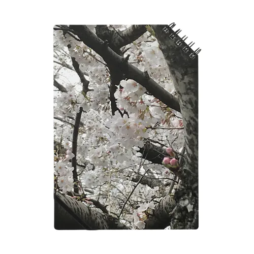 桜🌸 Notebook