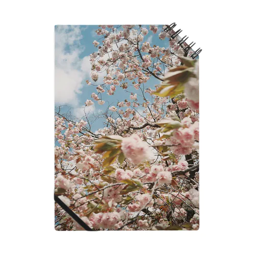 ﾀﾏﾋﾞで撮った桜の写真です ノート
