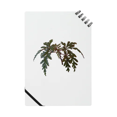 ベゴニア ポリロエンシス 熱帯植物 Notebook