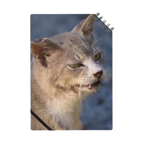 目チカラ強めな猫② Notebook