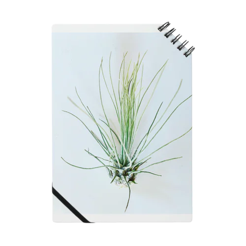 Tillandsia 노트